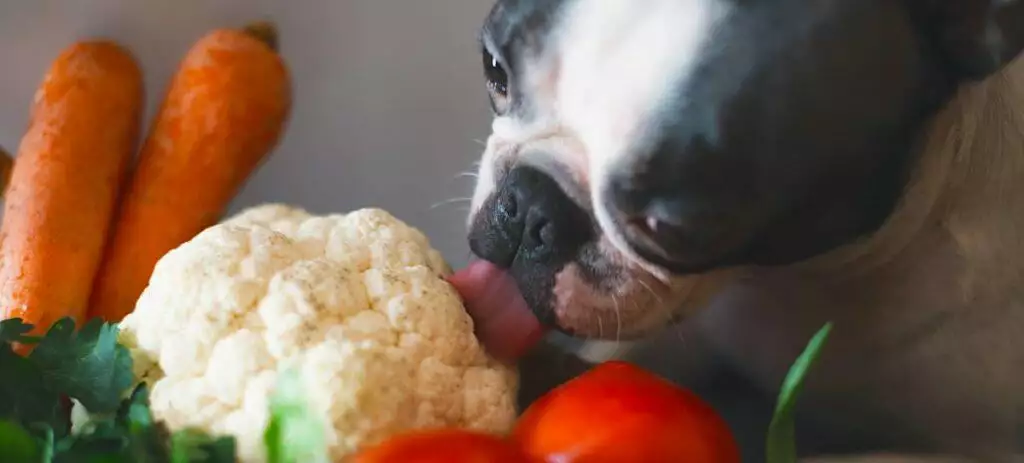 Can dogs eat christmas dinner