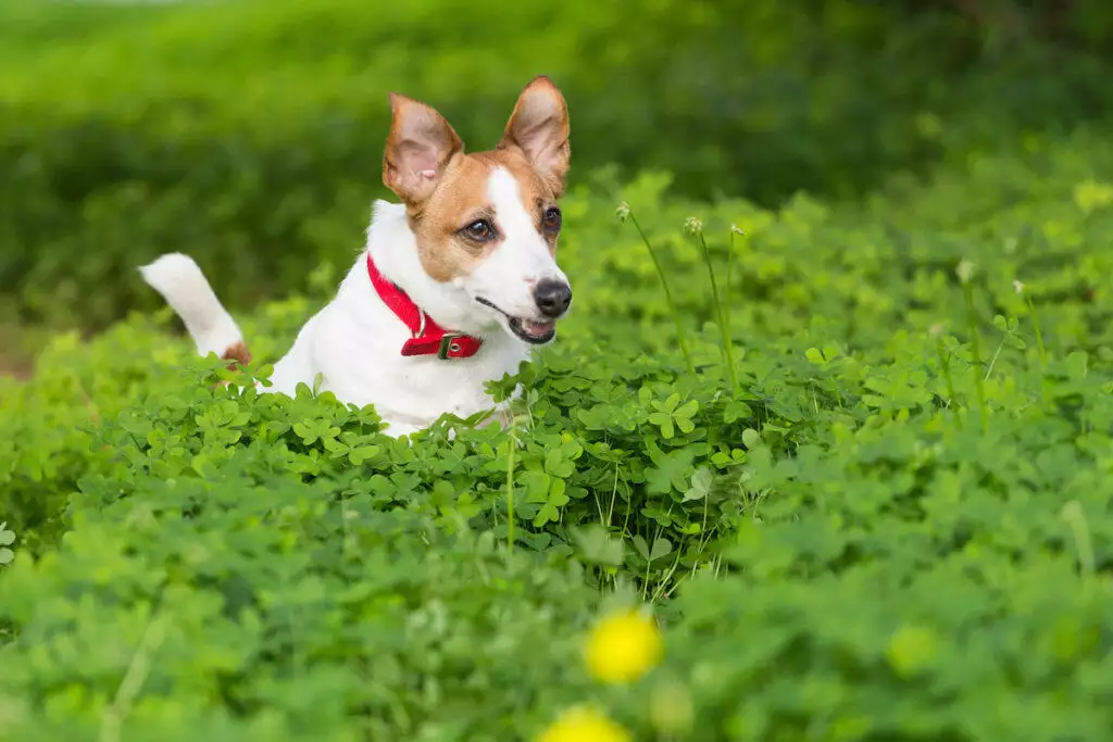 are antihistamines safe for dogs?