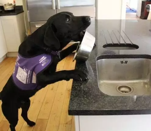 Canine Partners purple vest dog