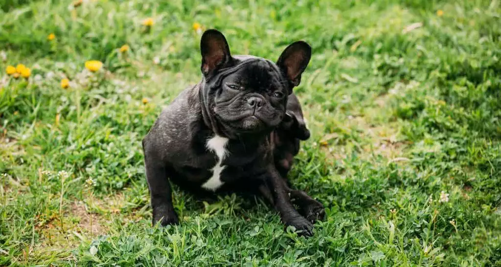 Caring for Pets with Allergies