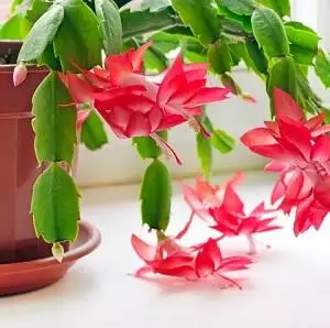 Christmas Cactus