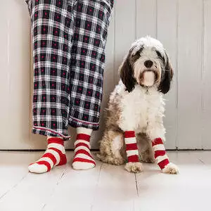 Christmas-Dog-Leg-Warmers