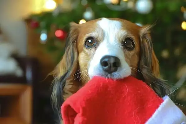 christmas-film-pet-names