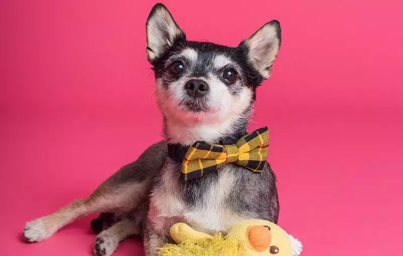 Cleaning-dog-toys-guide