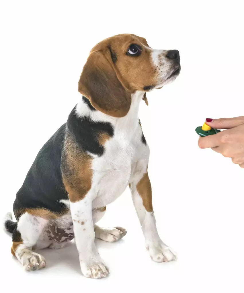 Clicker Training Tips