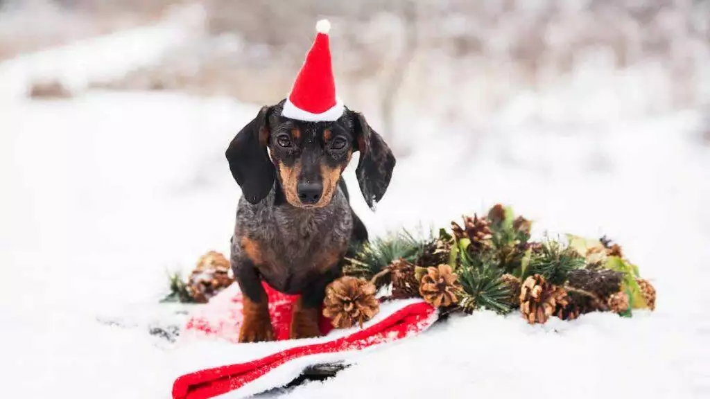 Dachshund Christmas Presents