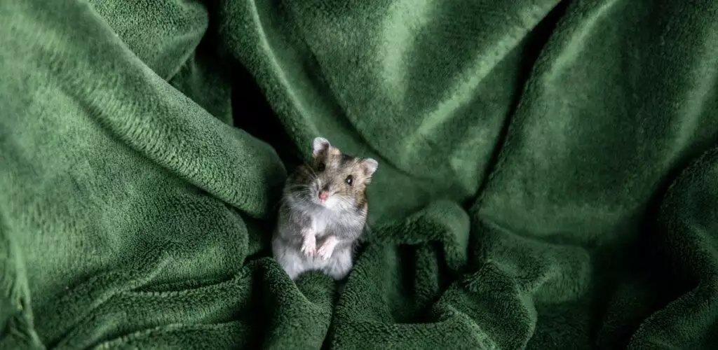 A hamster on a green blanket sleeping