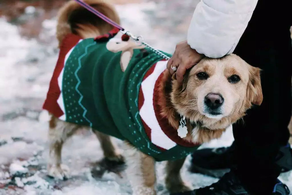 do pets know its christmas