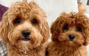 Dog Grooming In Coronavirus Lockdown