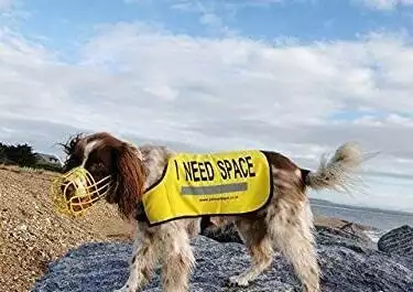 Dog Nervous Yellow Coat