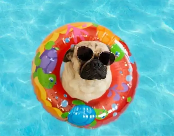 how to keep pets from overheating