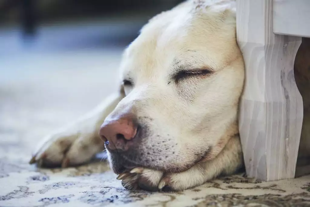 Why does my dog snore?