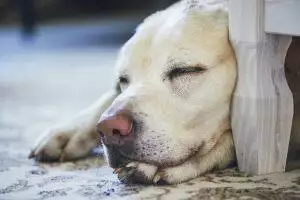 Why does my dog snore?