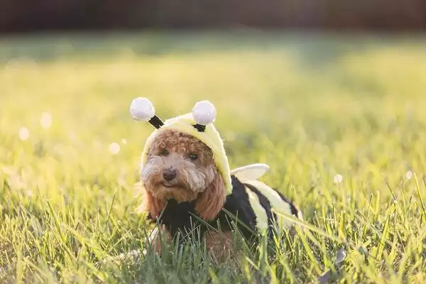 Dog in bee costume in field