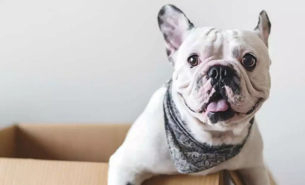 Dog Subscription Box Reviews