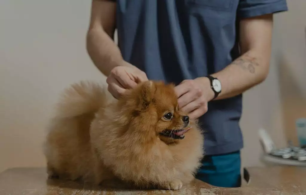 Dog being given a vaccination by a vet