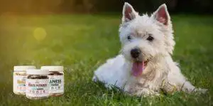 Freeze-Dried Raw Dog Food Lecker Bites