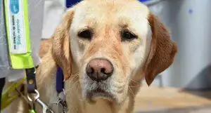 Guide Dog Stories