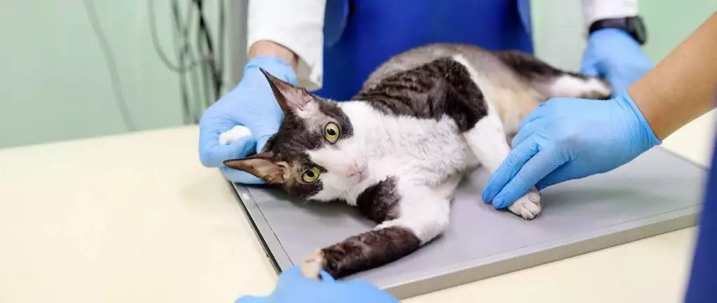 guide to microchipping your pet cat