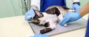 guide to microchipping your pet cat