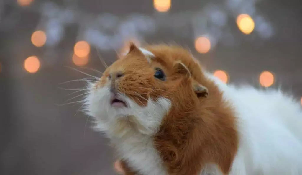 Guinea pig in twinkling lights
