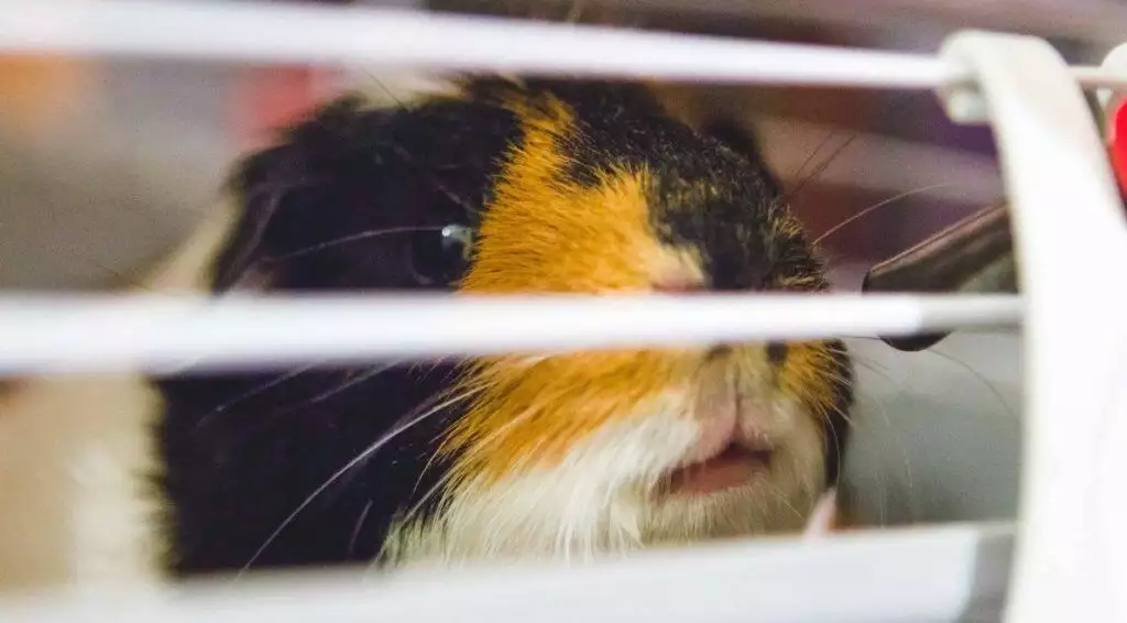 Abnormal Behaviour in Guinea Pigs