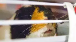 Abnormal Behaviour in Guinea Pigs