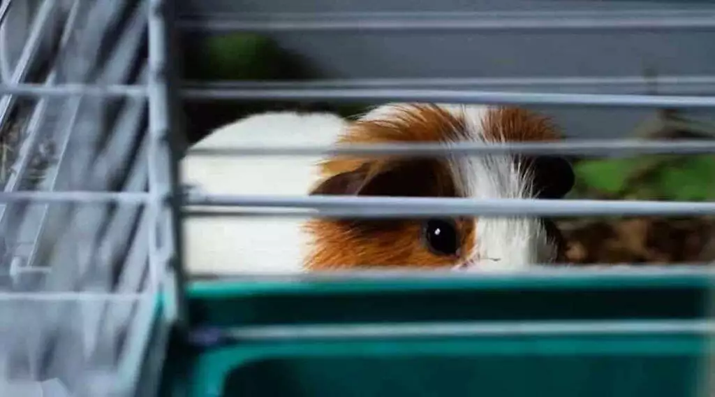 How big should my guinea pig cage be?