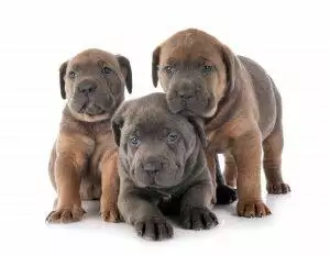 monthly cost of a dog