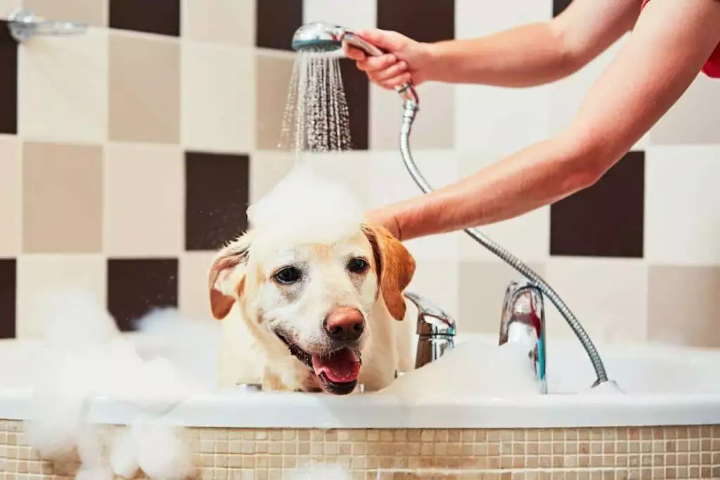how often should you bathe a dog