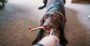 How to clean dog toys