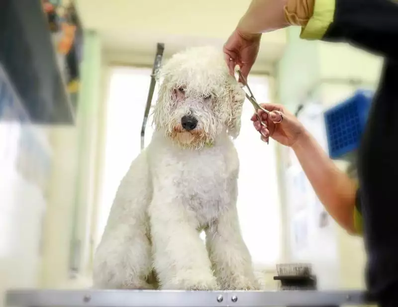 How to cut dog hair