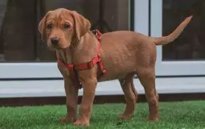 uppy in a garden in a red harness