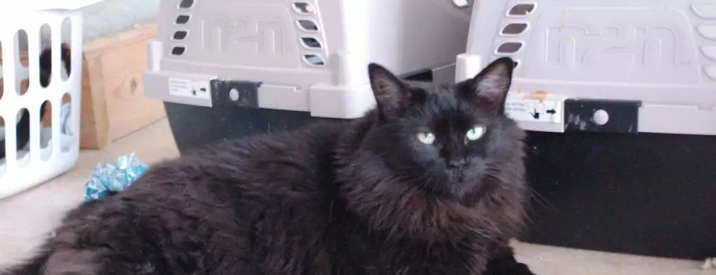 how to get a cat into a cat carrier crate best way