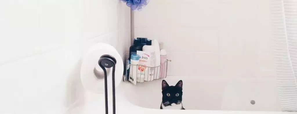 how to give your cat a bath safely