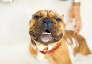 French bulldog in a bath with soap suds on their back