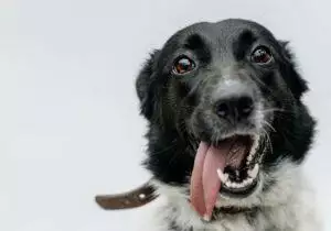 How To Give Your Dog A Tablet