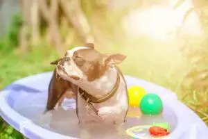 how to cool pets down in hot weather