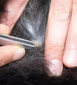 How To Remove A Tick From A Dog
