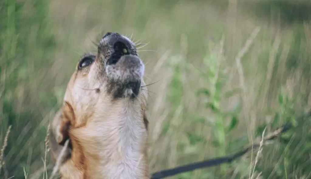 How to stop a dog barking