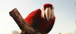 How To Stop Your Parrot From Escaping