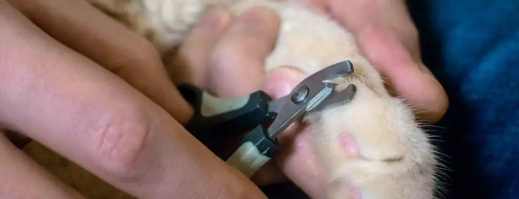 how to trim a cats claws using nail claw clippers at home