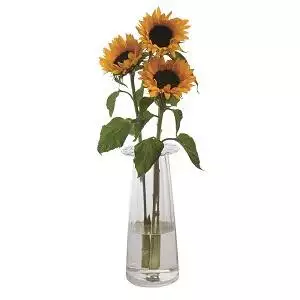 Indoor Sunflower