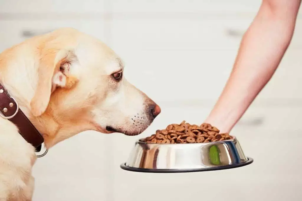 is grain free dog food safe