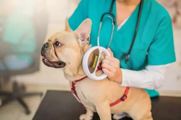 Vet scanning for a microchip in a french bulldog
