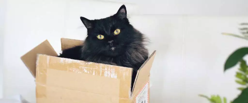 Moving House With a Cat Guide