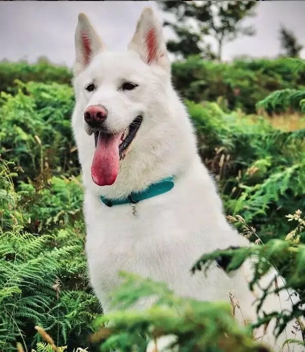 lincoln the malamute