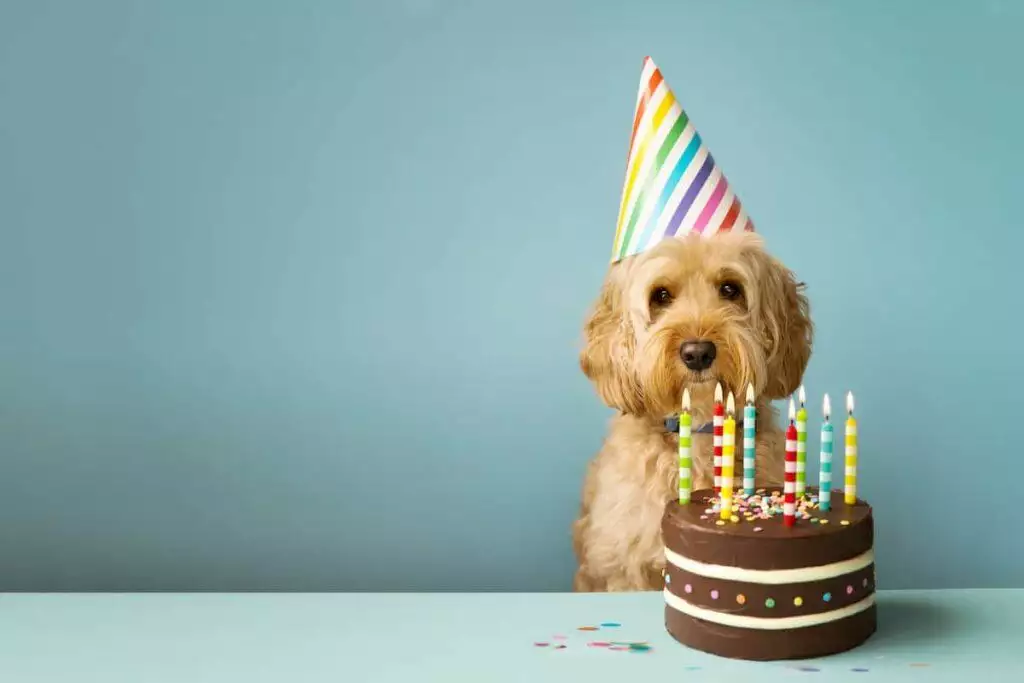 dog celebrating his birthday