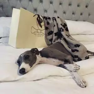 Custom,Luxury Pet Hamper