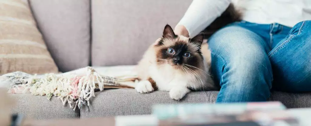 Preventing Cat Hairballs Help